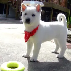Kishu - Photo 7
