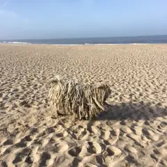 Komondor - Photo 2
