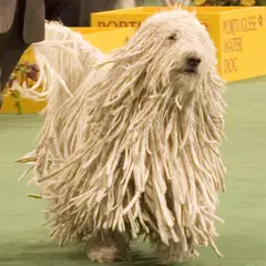 Komondor - Photo 1