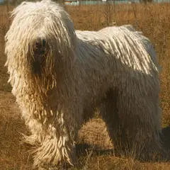 Komondor - Photo 4
