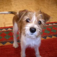 Kromfohrländer - Foto 2