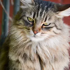 Kurilian Bobtail - Photo 1