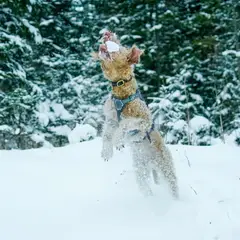Lakeland Terrier - Foto 1