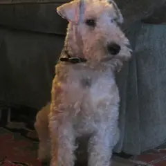 Lakeland Terrier - Foto 3