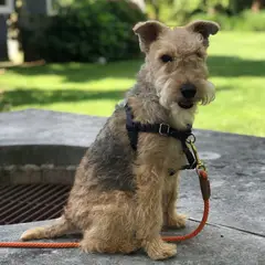 Lakeland Terrier - Foto 4