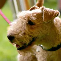 Lakeland Terrier - Foto 5