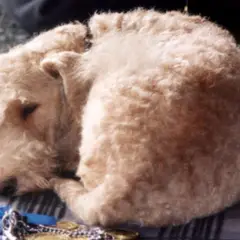 Lakeland Terrier - Foto 6