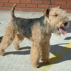 Lakeland Terrier - Foto 8