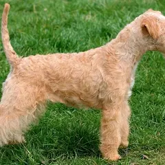 Lakeland Terrier - Foto 9