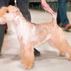 Lakeland Terrier - Foto 10