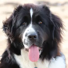 Landseer - Foto 2
