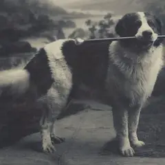 Landseer - Foto 3