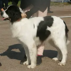 Landseer - Foto 4