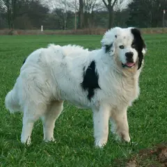 Landseer - Foto 6
