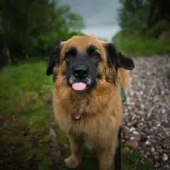 Leonberger - Photo 4