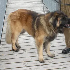Leonberger - Photo 5