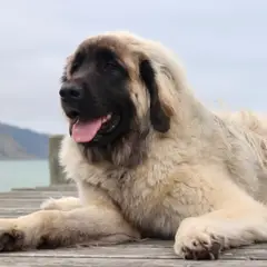 Leonberger - Photo 6