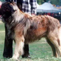 Leonberger - Photo 7