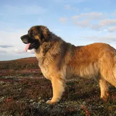 Leonberger - Photo 8