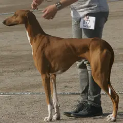 Azawakh - Foto 2