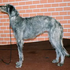 Scottish Deerhound - Photo 3