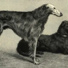 Scottish Deerhound - Photo 6