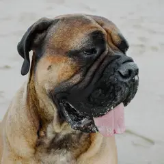 Mastiff - Photo 7