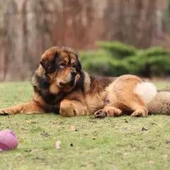 Mastiff - Photo 8