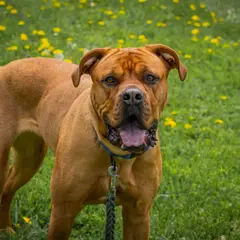 Mastiff - Photo 9