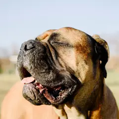 Mastiff - Photo 10