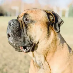 Mastiff - Photo 11