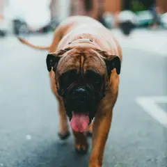 Mastiff - Photo 12