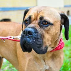 Mastiff - Photo 14