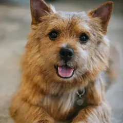 Terrier de Norwich - Foto 5