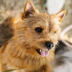 Terrier de Norwich - Foto 6