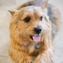 Terrier de Norwich - Foto 7