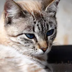 Ojos Azules - Foto 3