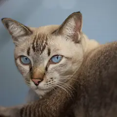 Ojos Azules - Foto 5