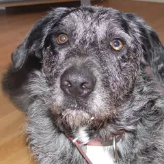 Otterhound - Photo 1