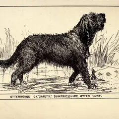 Otterhound - Photo 2