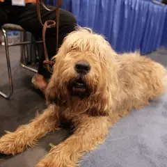 Otterhound - Photo 5