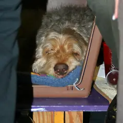 Otterhound - Photo 6