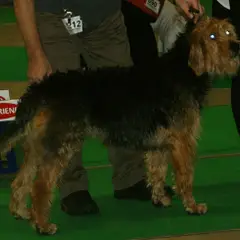 Otterhound - Photo 7
