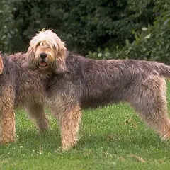 Otterhound - Photo 8