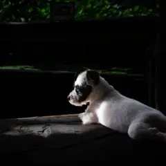 Parson Russell Terrier - Photo 3