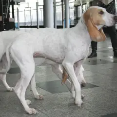 Porcelaine - Foto 3
