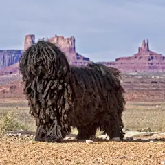 Puli - Foto 3