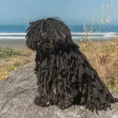 Puli - Foto 4
