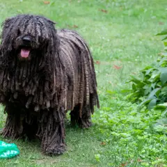 Puli - Foto 5