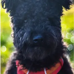 Pumi - Photo 2